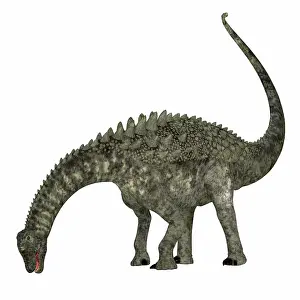 Spiked: Ampelosaurus dinosaur, side view on white background