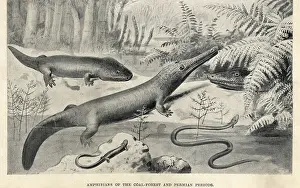 Amphibians: Amphibians of the Permian period