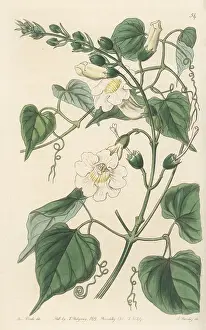 John Lindley: Amphilophium carolinae