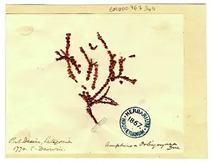 Alga: Amphiroa orbignyana, coralline red algae