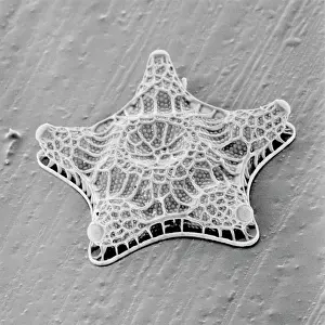 Chromalveolata: Amphitetras, diatom