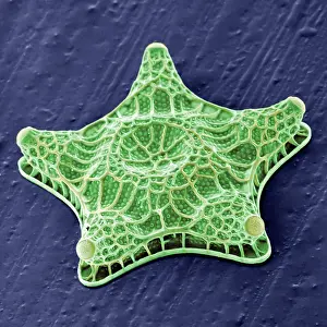 Scanning: Amphitetras, diatom