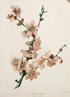 Almond: Amygdalis communis, common almond
