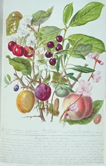 Almond: Amygdalus sp. almond