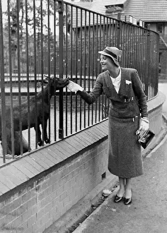 Suzanne: Anabella in Berlin, 1933
