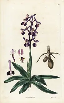 Subsp: Anacamptis morio subsp. longicornu