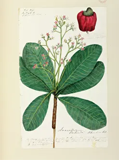 Schomburgk: Anacardium occidentale, Cashew