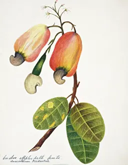 Occidentale: Anacardium occidentale, cashew apple