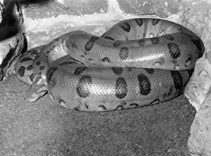 Anaconda: ANACONDA