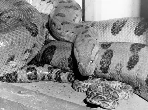 Anaconda: ANACONDA