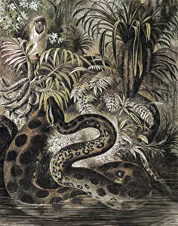 %mep: Anaconda