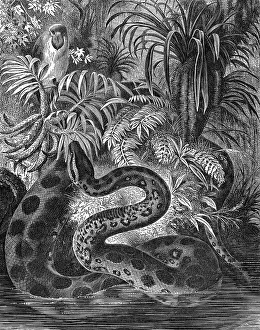 %mep: Anaconda