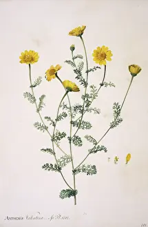 Asterales: Anacyclus valentina, anacyclus