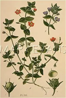 Anagallis: ANAGALLIS ARVENSIS