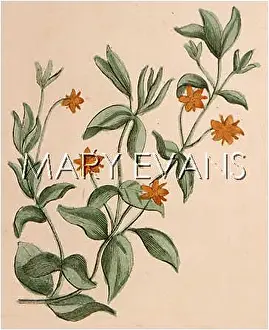 Pimpernel: ANAGALLIS ARVENSIS