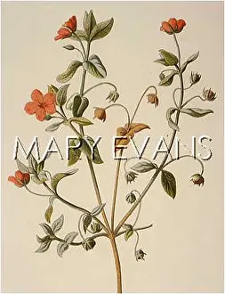 Pimpernel: ANAGALLIS ARVENSIS