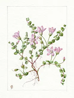 Bentham: Anagallis tenella - bog pimpernel