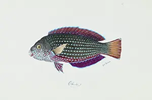 Cuvier: Anampses cuvier, pearl wrasse