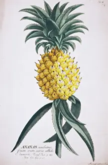 Pineapple: Ananas aculeatus, pineapple