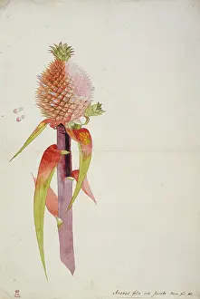 Dionysius: Ananas comosus, pineapple