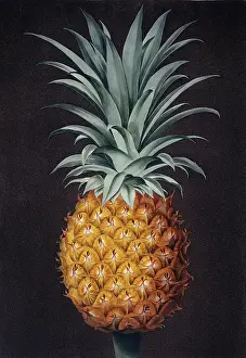 Pineapple: Ananas comosus, pineapple