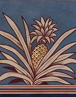 Pineapple: Ananas comosus, pineapple