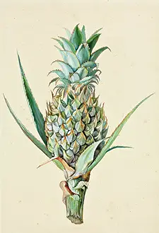 Pineapple: Ananas comosus, Pineapple