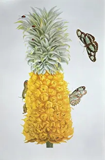 Pineapple: Ananas comosus (pineapple) & Philaethria dido