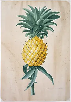 Dionysius: Ananas sativas