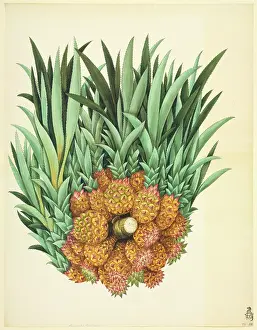 Bromeliaceae: Ananas sp