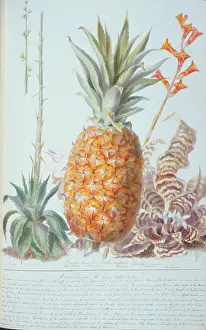Pineapple: Ananas sp. pineapple