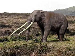Miocene: Anancus arvernensis, Proboscidea, Pleistocene epoch of ?
