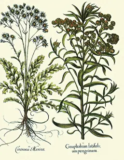 Basilius: Anaphalis margaritacea, Senecio bicolor