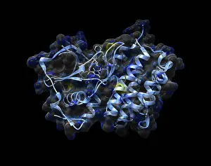 Lymphoma: Anaplastic Lymphoma Kinase with Crizotinib