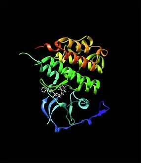 Lymphoma: Anaplastic Lymphoma Kinase with Crizotinib