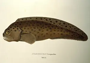 Catfish: Anarhichas leopardus