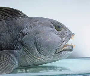 Anarhichas lupus, Atlantic catfish