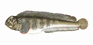 Catfish: Anarhichas lupus, or Atlantic Wolffish