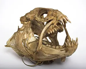 Wolves: Anarhichas lupus, wolf eel