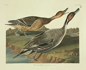 Pintail: Anas acuta, northern pintail