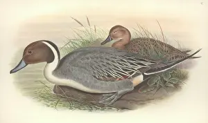 Anas: Anas acuta, northern pintail