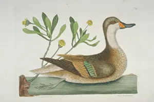 Cheeked: Anas bahamensis, white-cheeked pintail