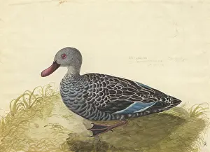 Teal: Anas capensis, Cape teal
