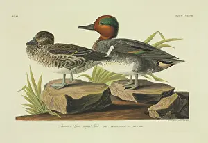 Teal: Anas crecca, common teal