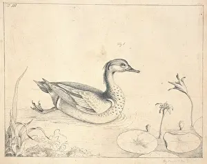 Teal: Anas crecca, common teal