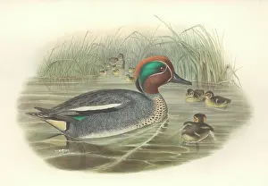 Teal: Anas crecca, common teal