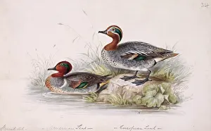 Naturalists: Anas crecca, common teal