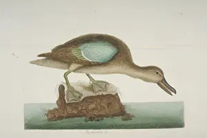 Teal: Anas discors, blue-winged teal