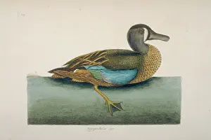 Teal: Anas discors, blue-winged teal