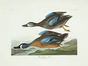 Teal: Anas discors, blue-winged teal